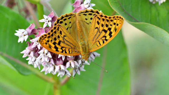 Argynnis pandora - zöldes gyöngyházlepke