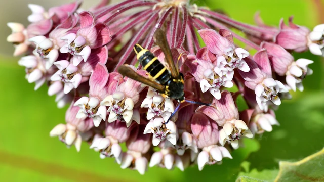 Paranthrene tabaniformis - bögölyszitkár