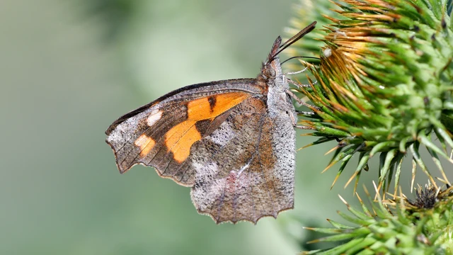 Libythea celtis - csőröslepke