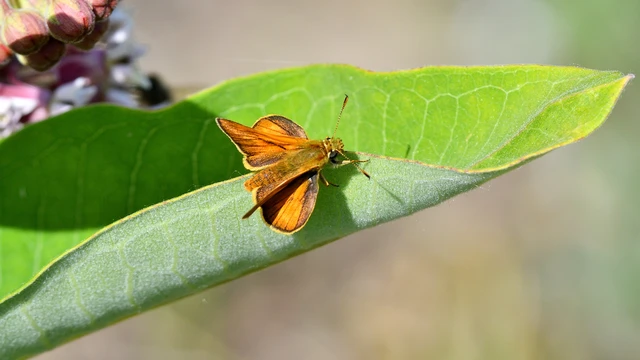 Ochlodes sylvanus - erdei busalepke