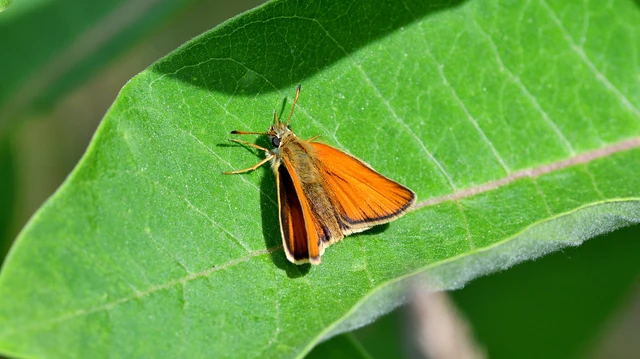 Thymelicus lineola - vonalas busalepke