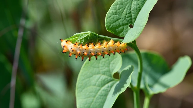 Zerynthia polyxena - farkasalmalepke