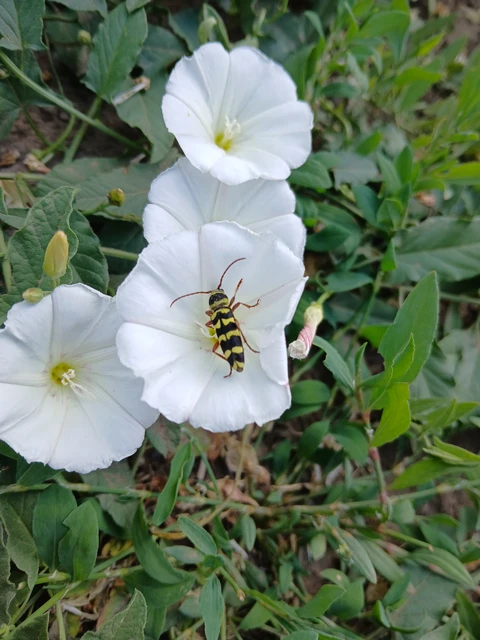 Echinocerus floralis - lucerna-darázscincér
