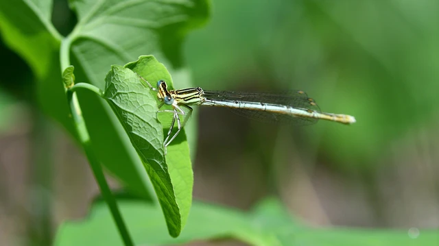 Platycnemis pennipes - széleslábú szitakötő