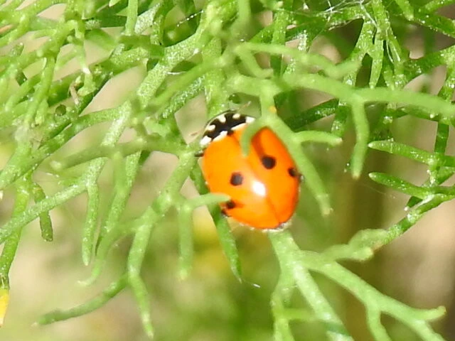 Hippodamia variegata - tizenhárompettyes katica