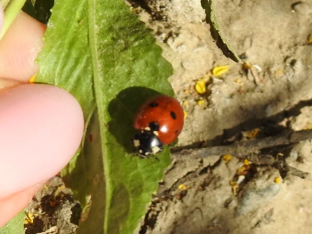 Coccinella septempunctata - hétpettyes katica