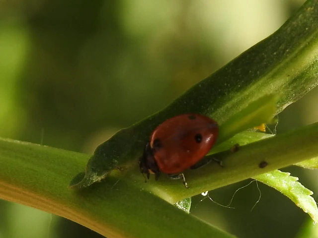Coccinella undecimpunctata tripunctata - sziki tizenegypettyes katica