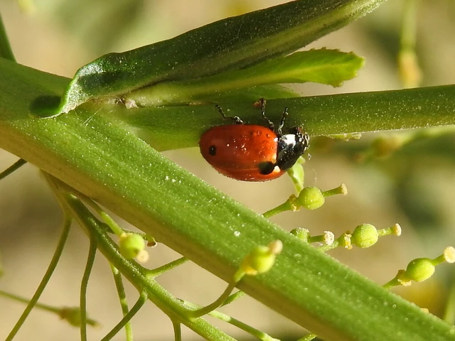 Coccinella undecimpunctata tripunctata - sziki tizenegypettyes katica