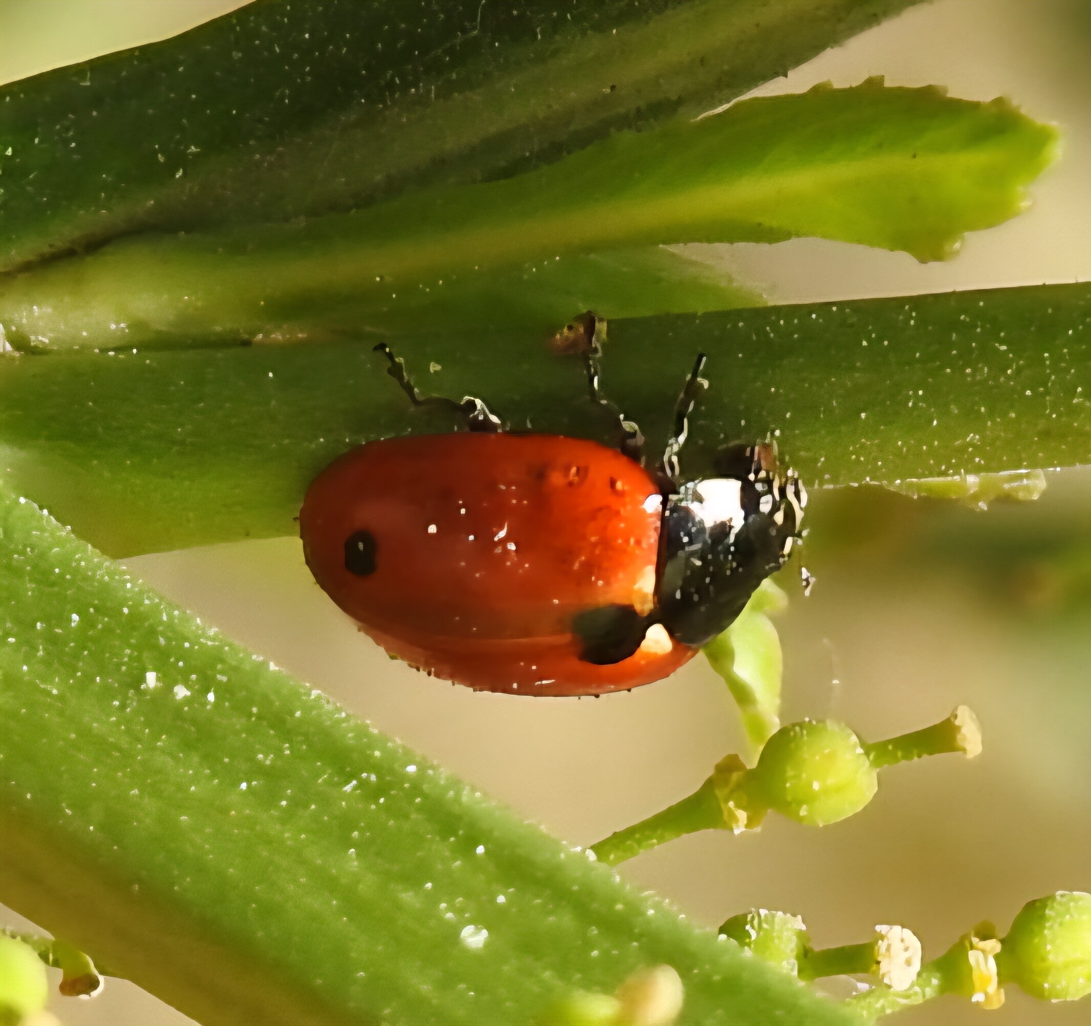 Coccinella undecimpunctata tripunctata - sziki tizenegypettyes katica