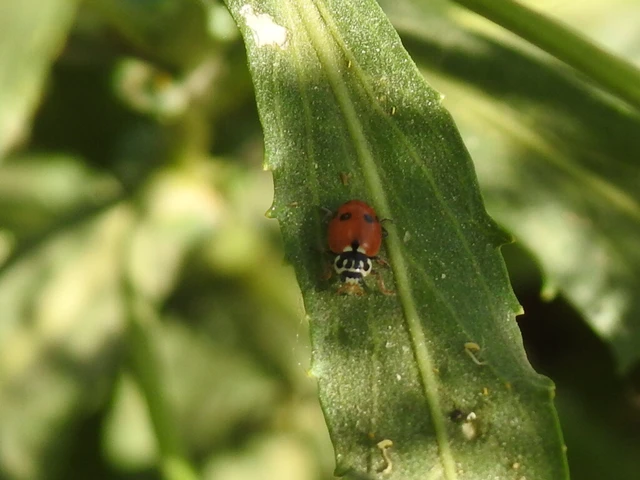 Hippodamia variegata - tizenhárompettyes katica