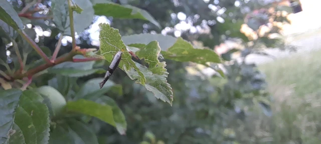 Argyresthia spinosella - kökényvirág-aranymoly