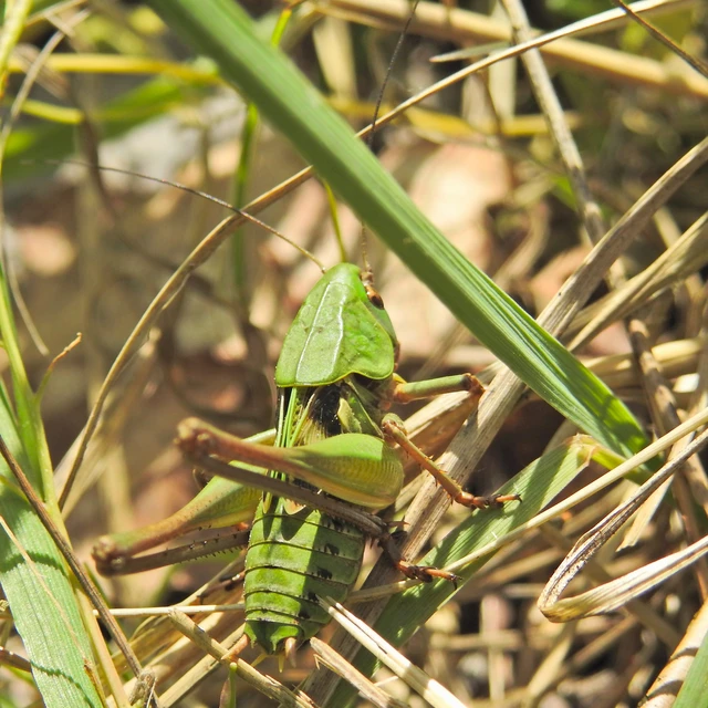 Decticus verrucivorus - szemölcsevő szöcske