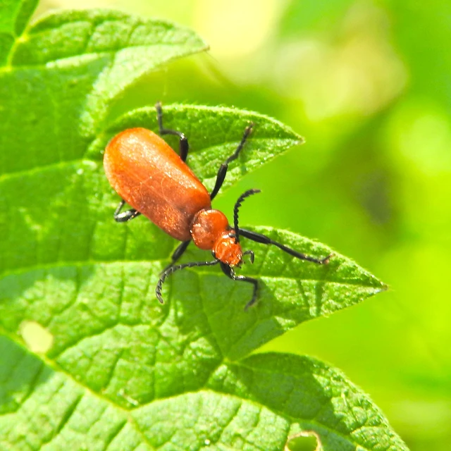 Pyrochroa serraticornis - közép-bíborbogár Pyrochroa serraticornis - közép-bíborbogár