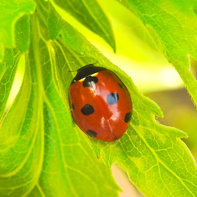 Coccinella septempunctata - hétpettyes katica