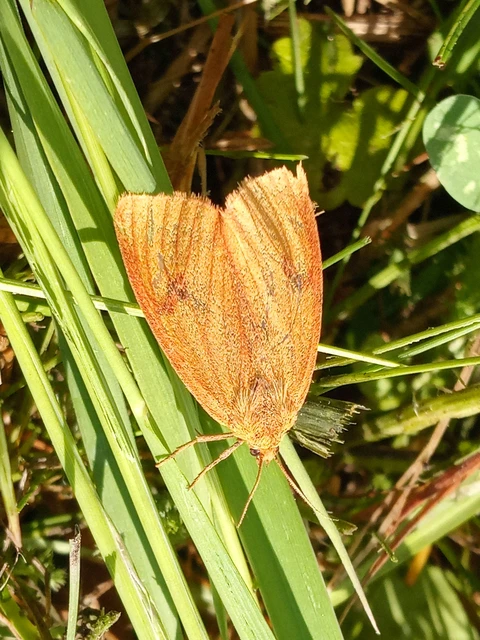 Diacrisia sannio - vörösszélű medvelepke