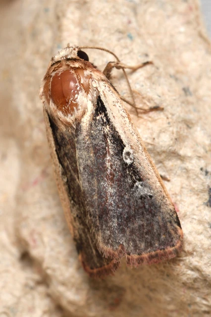Ochropleura plecta - fehérszegélyű fűbagoly