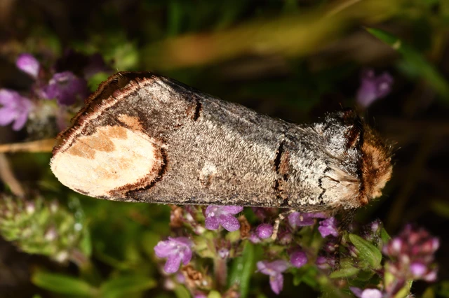 Phalera bucephala - sárgafoltos púposszövő