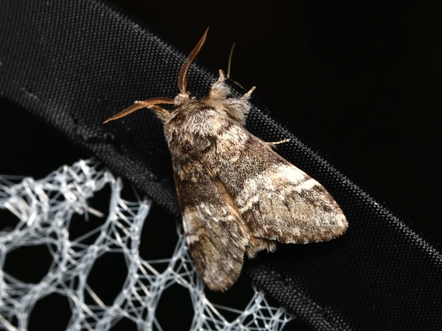 Drymonia dodonea - bélyeges púposszövő
