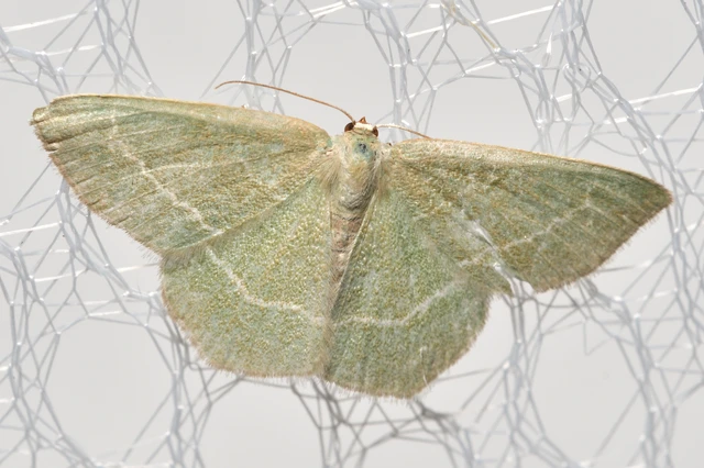 Chlorissa viridata/cloraria