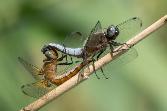 Libellula fulva - kisfoltos laposacsa