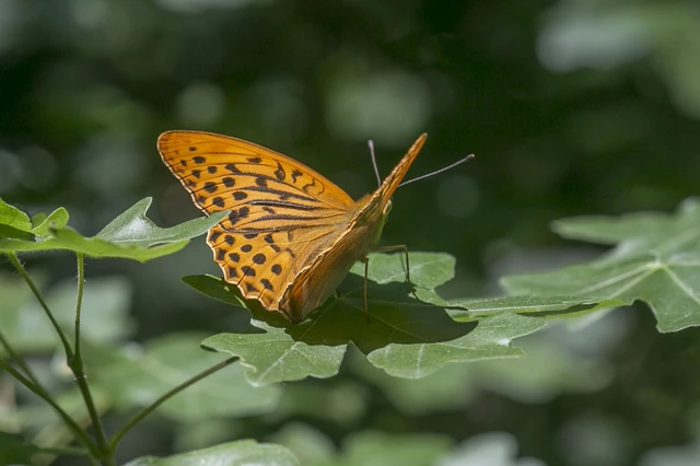 Argynnis paphia - nagy gyöngyházlepke