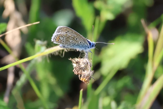 Polyommatus icarus - közönséges boglárka