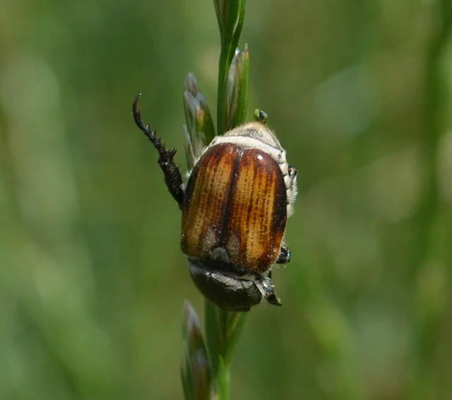 Anisoplia tempestiva - gabonaszipoly