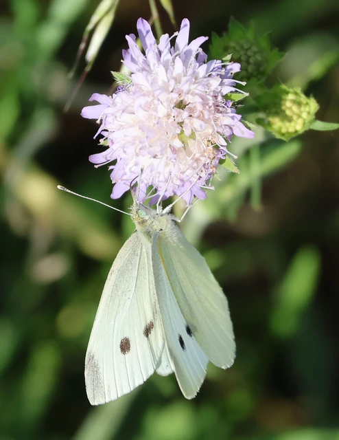 Pieris rapae - répalepke