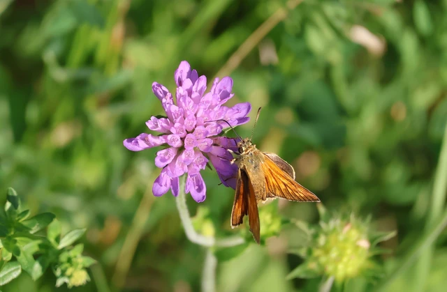 Ochlodes sylvanus - erdei busalepke