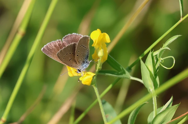 Cyaniris semiargus - aprószemes boglárka
