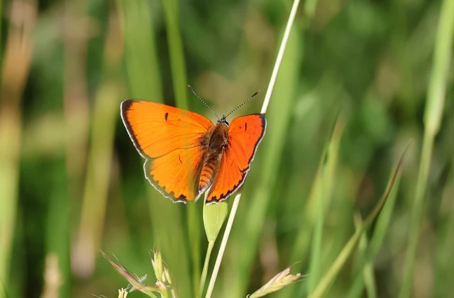 Lycaena dispar rutilus - nagy tűzlepke