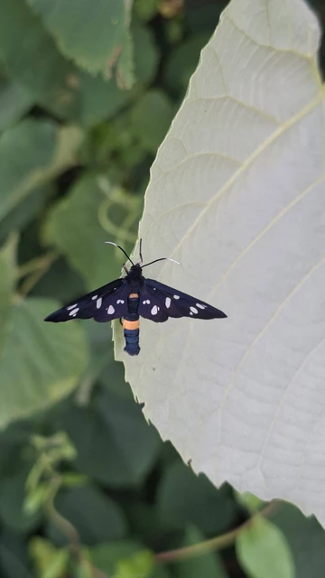 Amata phegea - fehérpettyes álcsüngőlepke