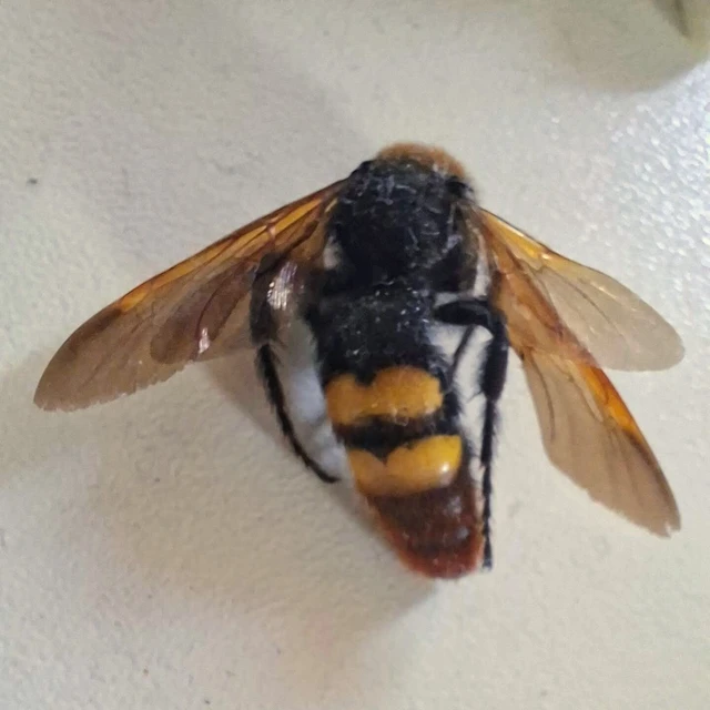 Megascolia maculata - óriás-tőrösdarázs