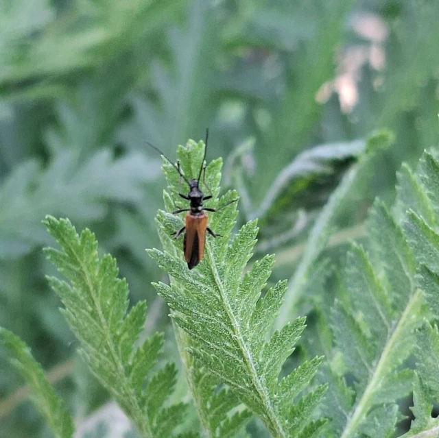 Oedemera femorata - sárgahátú álcincér