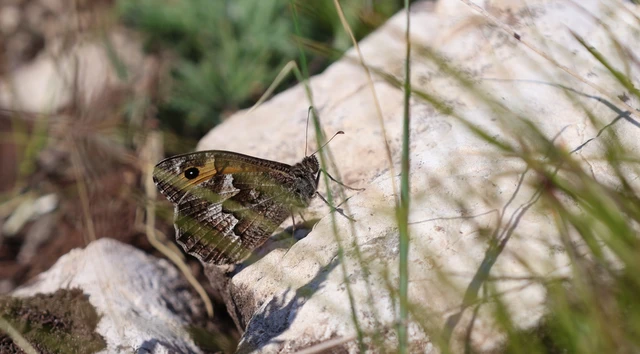 Hipparchia semele - barna szemeslepke