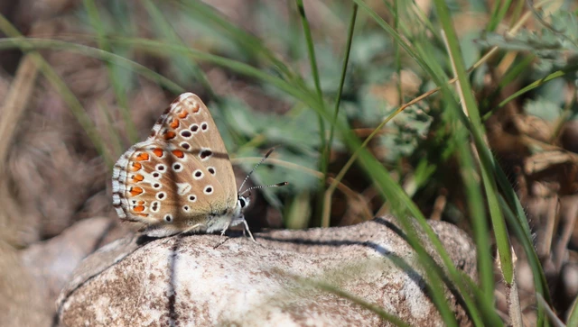 Polyommatus bellargus - égszínű boglárka