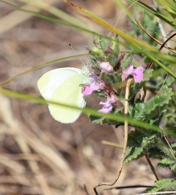 Pieris ergane - sziklai fehérlepke