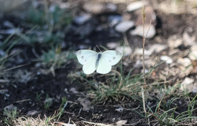 Pieris ergane - sziklai fehérlepke