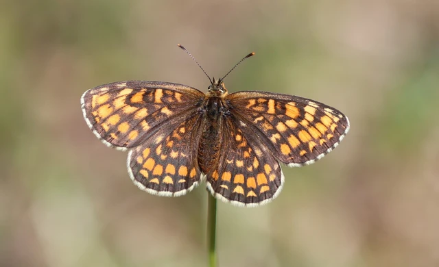 Melitaea athalia - közönséges tarkalepke