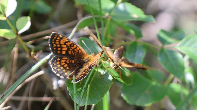 Melitaea athalia - közönséges tarkalepke
