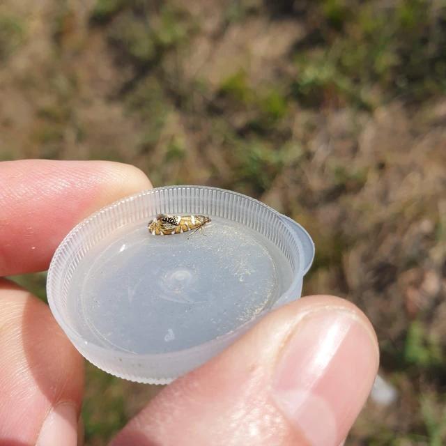 Glyphipterix loricatella - budai szakállasmoly