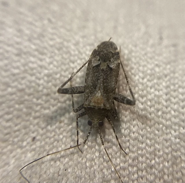 Phytocoris