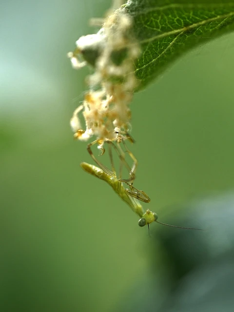 Mantodea - Fogólábúak