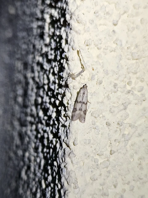 Homoeosoma sinuella - agyagsárga karcsúmoly
