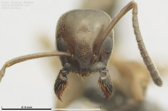 Tapinoma erraticum - kóborhangya