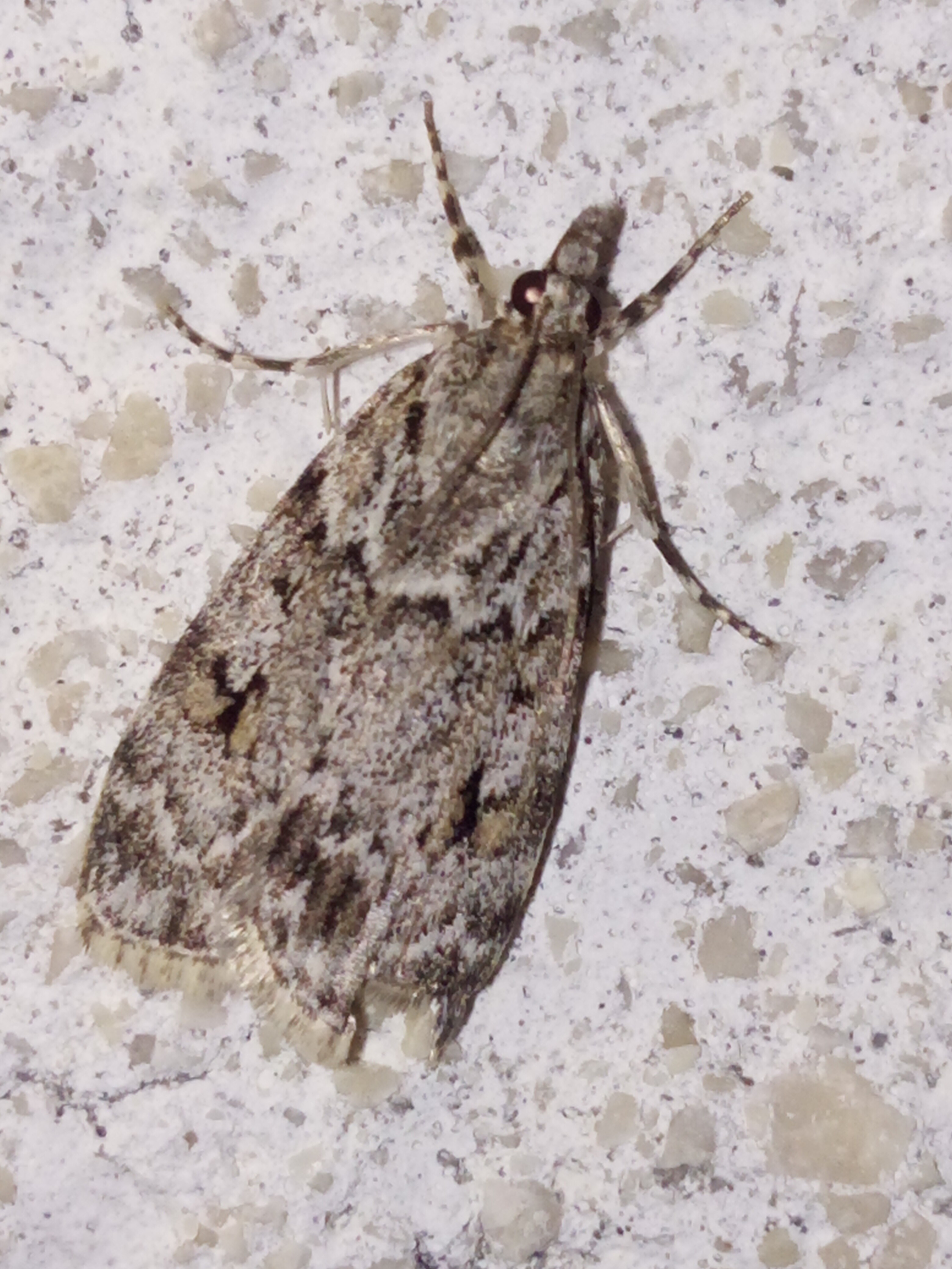 Scoparia