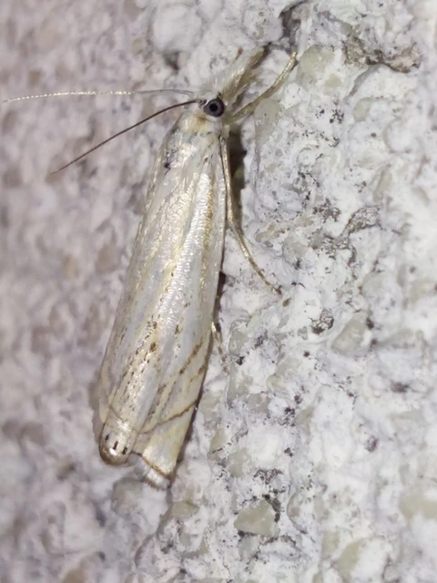 Crambus lathoniellus - mezei fűgyökérmoly