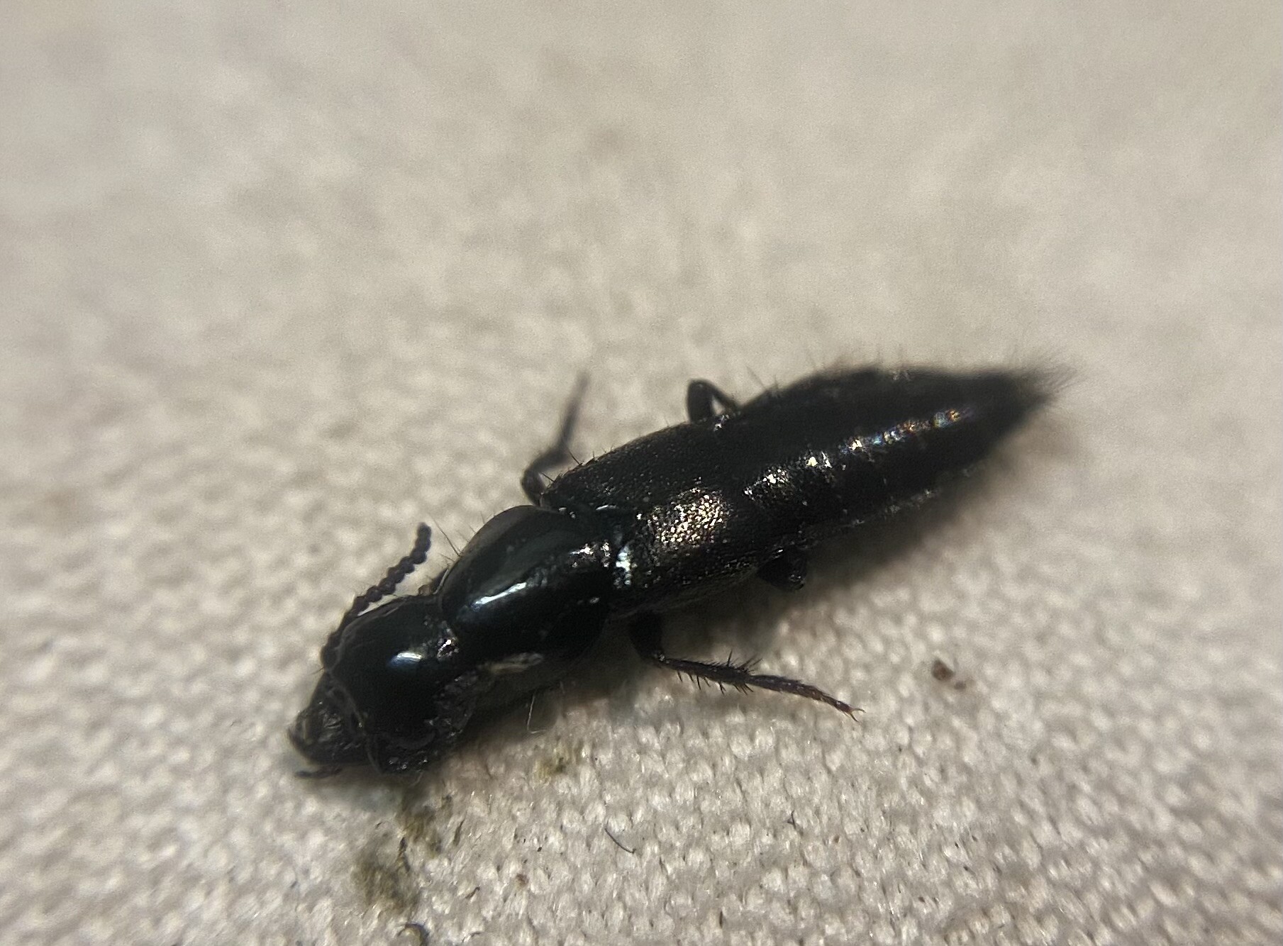 Quedius nigrocaeruleus