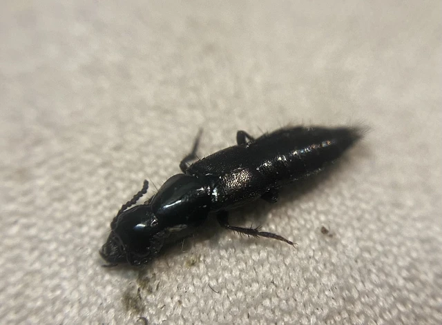 Quedius nigrocaeruleus