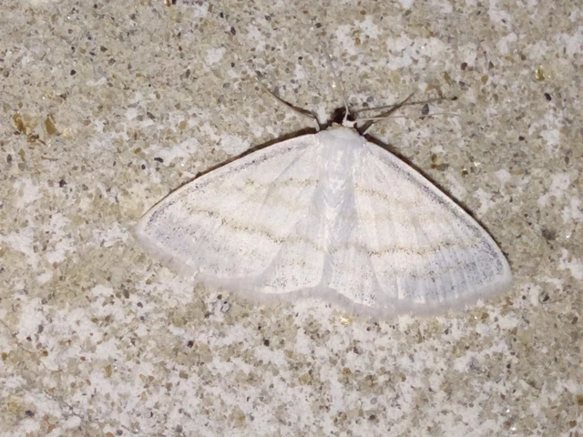Scopula subpunctaria - törtvonalas sávosaraszoló